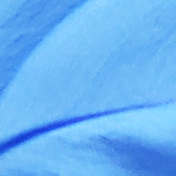 ルリマツリの写真